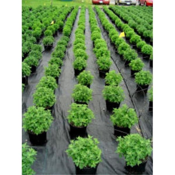 Dewitt DeWitt SBLT3300 3 ft. x 300 ft. Bulk Roll Sunbelt Ground Cover - SBLT3300