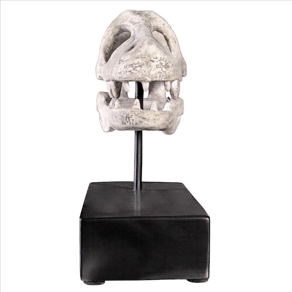 Design Toscano Velociraptor Dinosaur Skull Fossil Statue on Museum Mount - NE100503