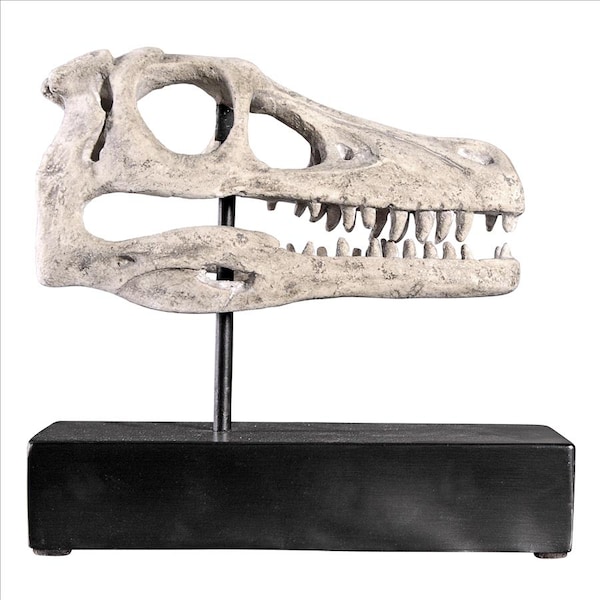 Design Toscano Velociraptor Dinosaur Skull Fossil Statue on Museum Mount - NE100503