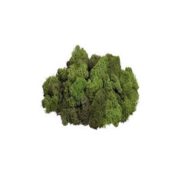 Mosser Lee Mosser Lee Soil Cover Organic Dark Green Reindeer Moss 3 oz - ML3010