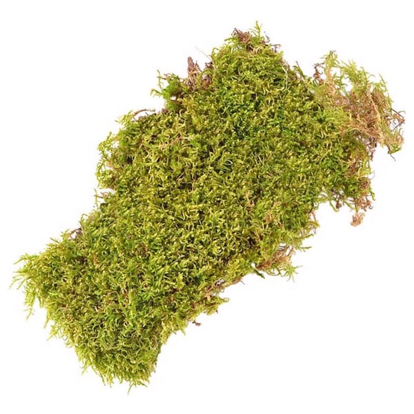 Mosser Lee Mosser Lee Organic Green Sheet Moss 325 sq in - ML0460