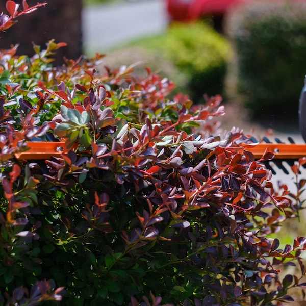 Scotts 20 in. 3.2 Amp Electric Hedge Trimmer - HT10020S