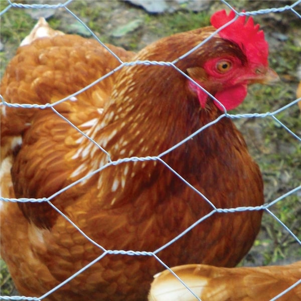 Garden Zone Garden Craft 48 in. H X 50 ft. L Galvanized Steel Poultry Netting 2 in. - 184850