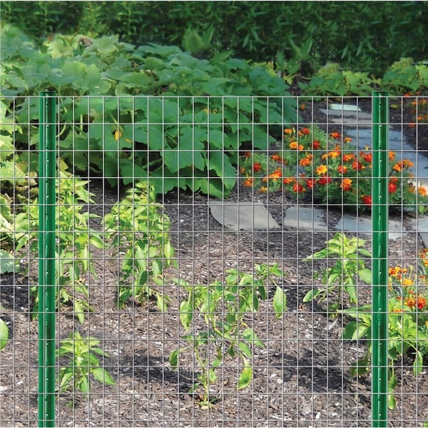 Garden Zone Garden Craft 36 in. H X 50 ft. L Steel Welded Wire Fence 2x3 in. - 033650