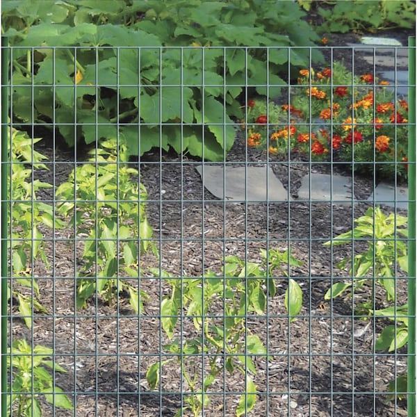 Garden Zone Garden Craft 48 in. H X 50 ft. L Steel Welded Wire Fence 2x3 in. - 024850