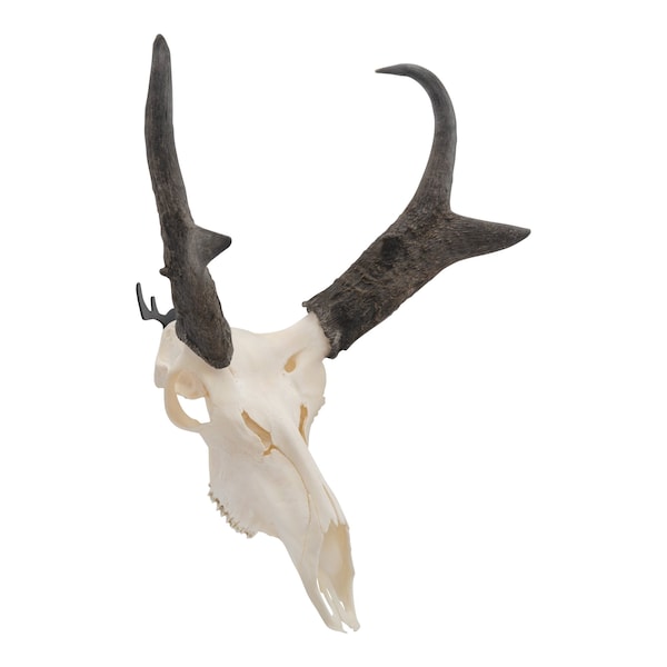 Allen Co Steel Trophy Wall Hook, 1/8 in. Thick, 2-Hooks Per Pack, Black - 5625
