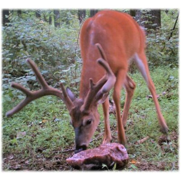 Trophy Rock Nuggets Big Game Attractant - 88374900