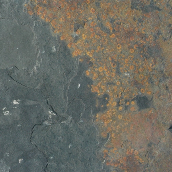 Msi California Gold SAMPLE Gauged Slate Floor And Wall Tile - ZOR-NS-0003-SAM