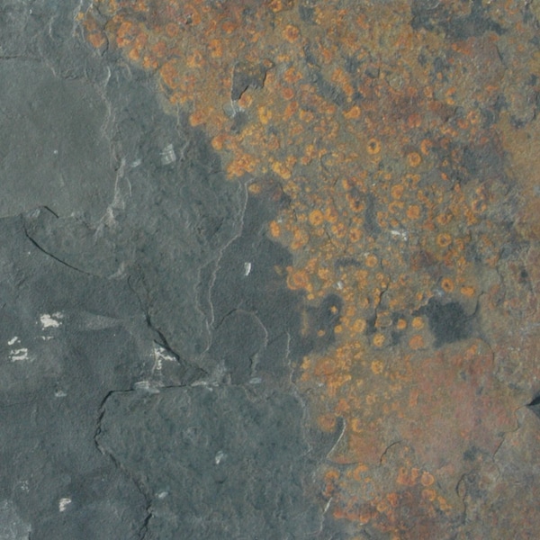 Msi California Gold SAMPLE Gauged Slate Floor and Wall Tile - ZOR-NS-0091-SAM