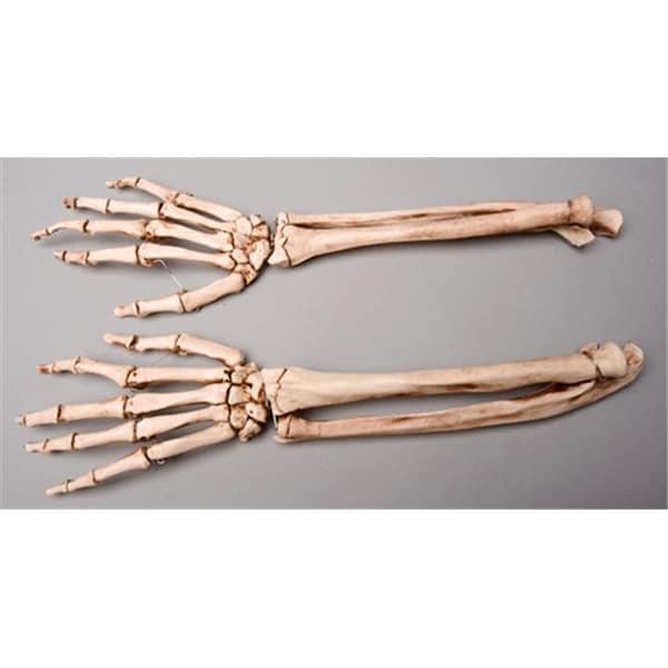 Skeletons And More Skeletons and More SM372DA Aged Forearms  Left and Right - SM372DA
