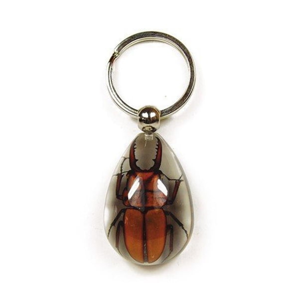 Ed Speldy East Key Chain  Tear Drop Shape  Clear  Brown Stag Beetle - SK604