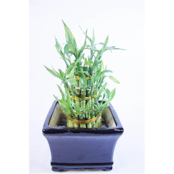 Vista Classic Lucky Bamboo Tower in Elegant Ceramic Container - VI2626628