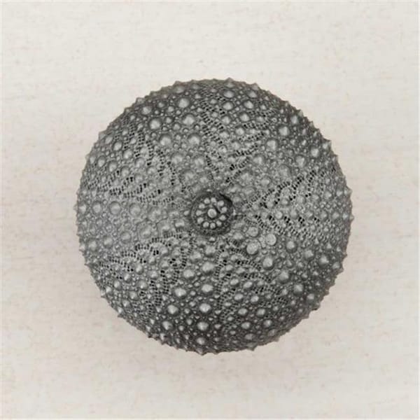 Acorn Mfg Acorn Manufacturing DP7PP Artisan Collection Sea Urchin Knob; Antique Pewter - DP7PP