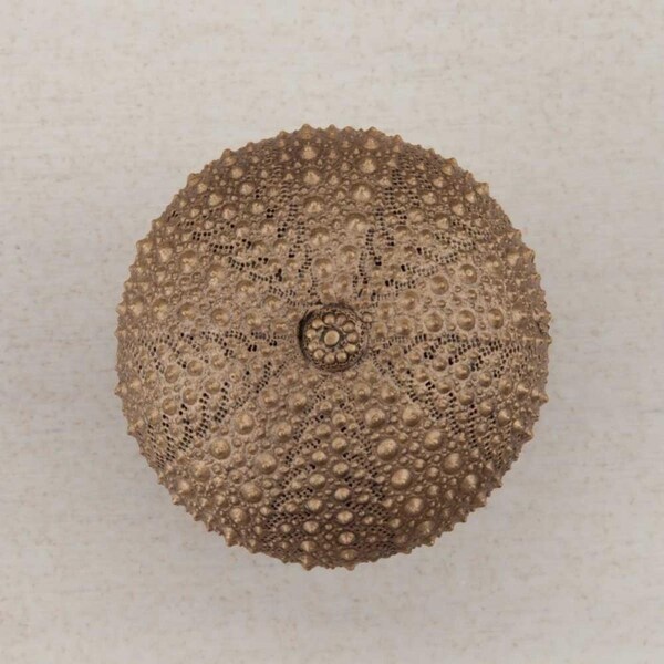 Acorn Mfg Artisan Collection Sea Urchin Knob, Museum Gold - DP7GP