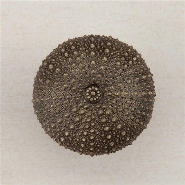 Acorn Mfg Acorn Manufacturing DP7AP Artisan Collection Sea Urchin Knob; Antique Brass - DP7AP
