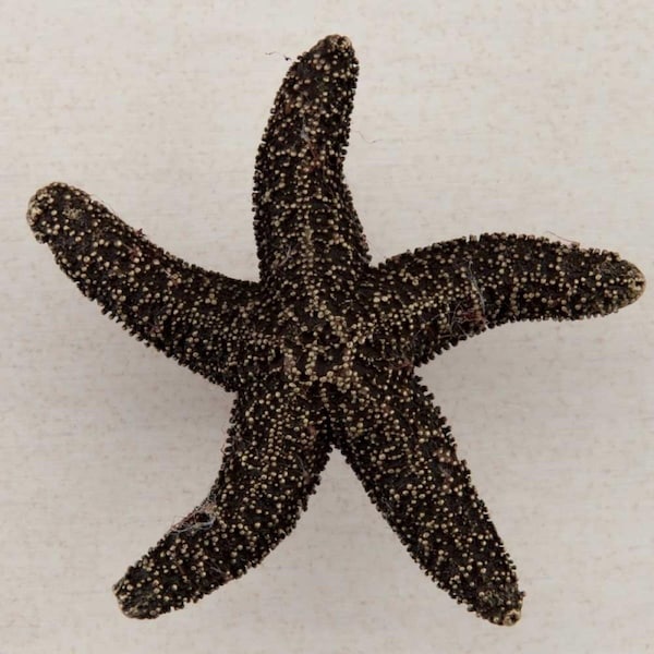 Acorn Mfg Artisan Collection Natural Starfish Knob, Antique Brass - DPKAP