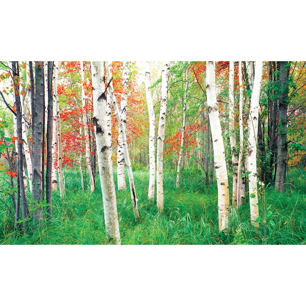 Biggies Scenes Window Well Scenes-Woods, 120 in wide x 60 in high - BG-WW-WDS-120