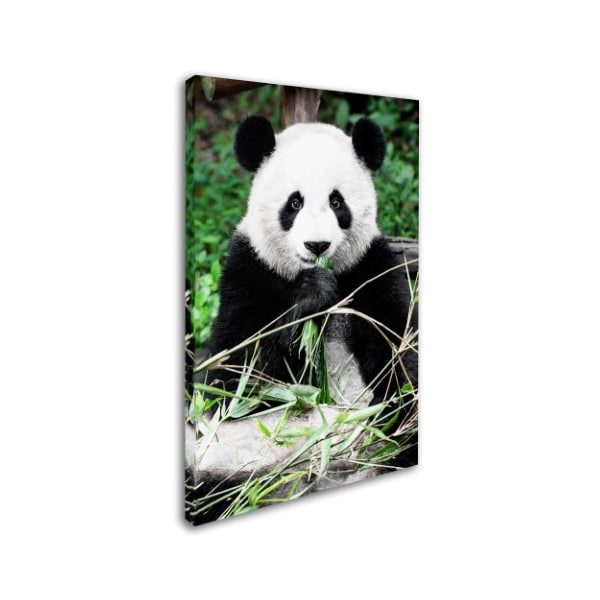 Trademark Fine Art Philippe Hugonnard 'Giant Panda' Canvas Art, 30x47 - PH0376-C3047GG