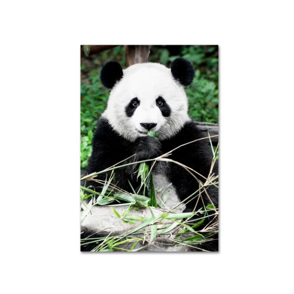 Trademark Fine Art Philippe Hugonnard 'Giant Panda' Canvas Art, 30x47 - PH0376-C3047GG
