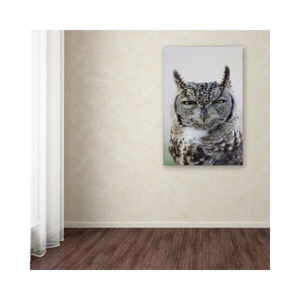 Trademark Fine Art Robert Harding Picture Library 'Gray Owl' Canvas Art, 30x47 - ALI19166-C3047GG