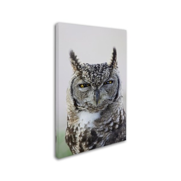 Trademark Fine Art Robert Harding Picture Library 'Gray Owl' Canvas Art, 30x47 - ALI19166-C3047GG