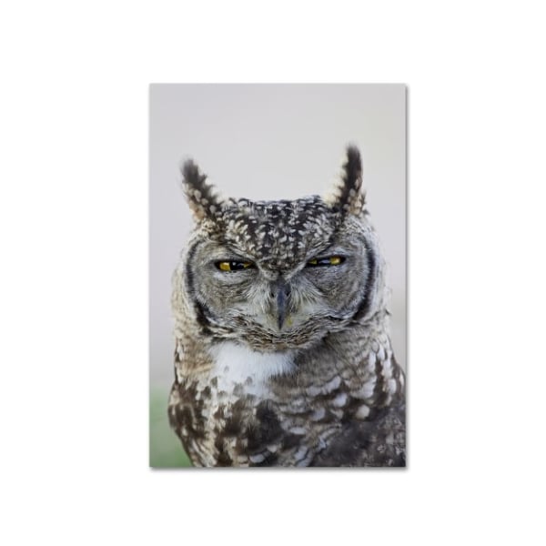 Trademark Fine Art Robert Harding Picture Library 'Gray Owl' Canvas Art, 30x47 - ALI19166-C3047GG