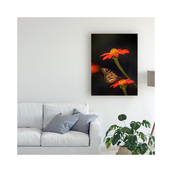 Trademark Fine Art Phburchett 'Butterfly Portrait X' Canvas Art, 24x32 - WAG13677-C2432GG