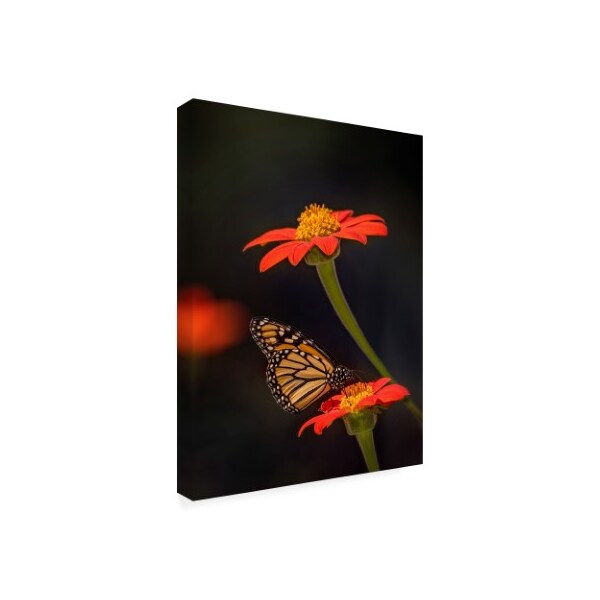 Trademark Fine Art Phburchett 'Butterfly Portrait X' Canvas Art, 24x32 - WAG13677-C2432GG