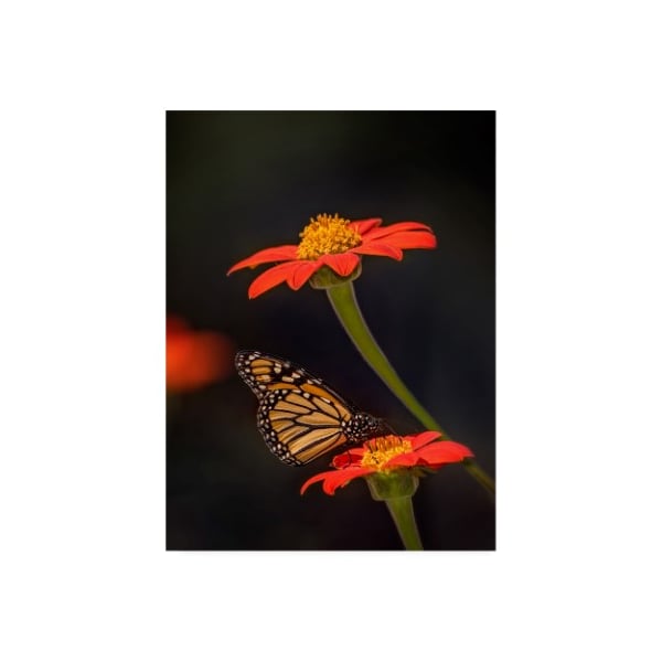 Trademark Fine Art Phburchett 'Butterfly Portrait X' Canvas Art, 24x32 - WAG13677-C2432GG