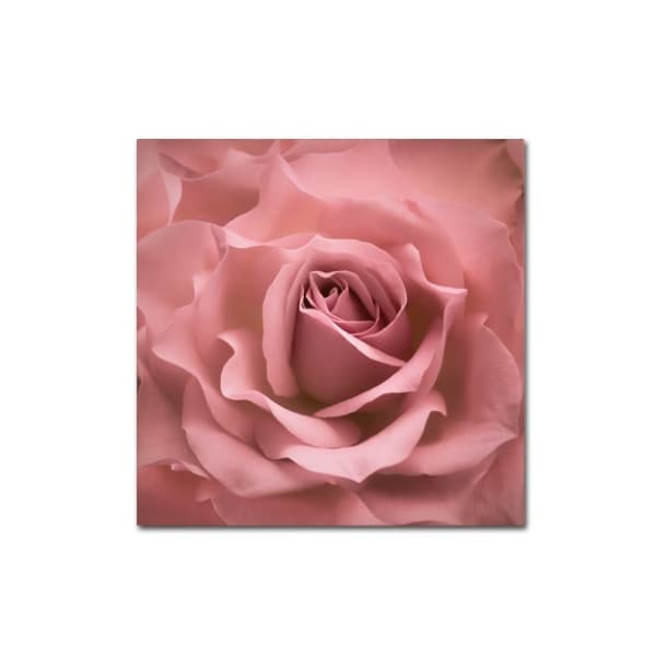 Trademark Fine Art Cora Niele 'Misty Rose Pink Rose' Canvas Art, 14x14 - ALI1757-C1414GG