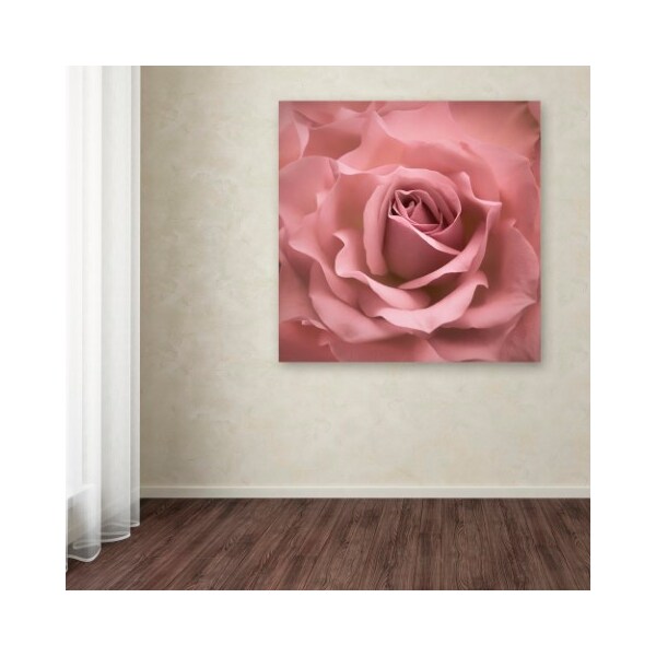 Trademark Fine Art Cora Niele 'Misty Rose Pink Rose' Canvas Art, 14x14 - ALI1757-C1414GG