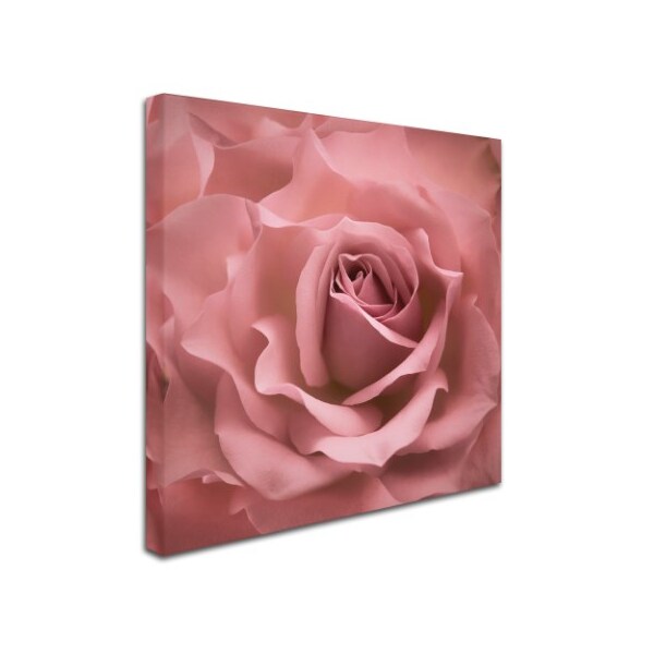 Trademark Fine Art Cora Niele 'Misty Rose Pink Rose' Canvas Art, 14x14 - ALI1757-C1414GG