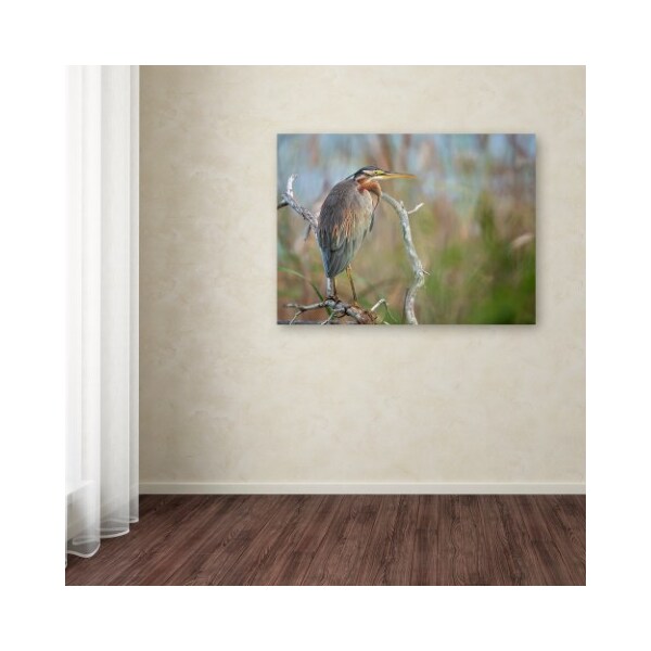 Trademark Fine Art Milan Zygmunt 'Purple Heron' Canvas Art, 18x24 - 1X03960-C1824GG
