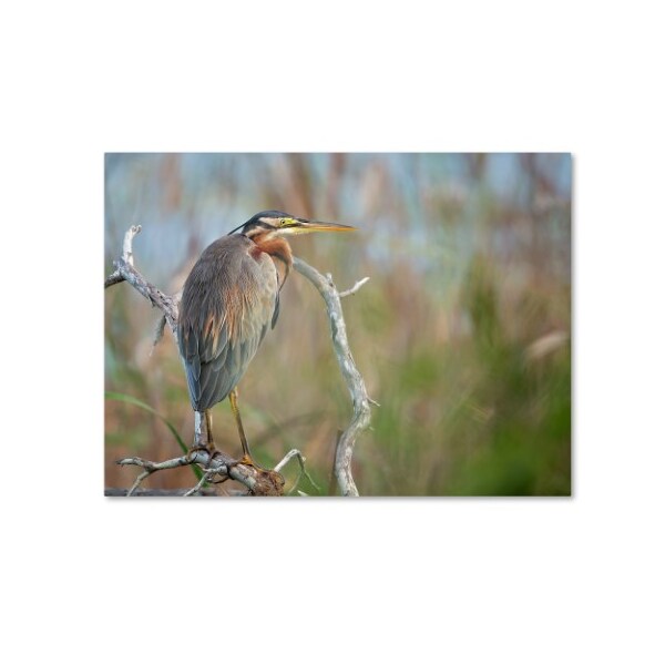 Trademark Fine Art Milan Zygmunt 'Purple Heron' Canvas Art, 18x24 - 1X03960-C1824GG