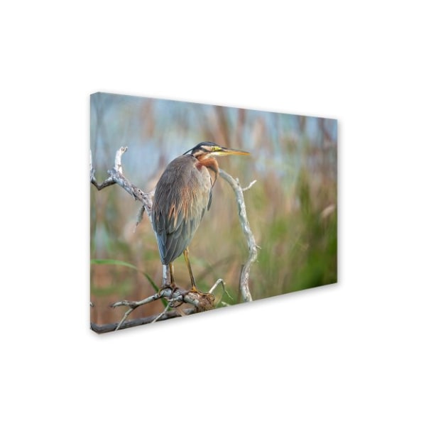 Trademark Fine Art Milan Zygmunt 'Purple Heron' Canvas Art, 18x24 - 1X03960-C1824GG