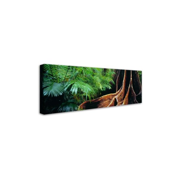 Trademark Fine Art David Evans 'Rainforest Fig-Qld' Canvas Art, 16x47 - DE0075-C1647GG