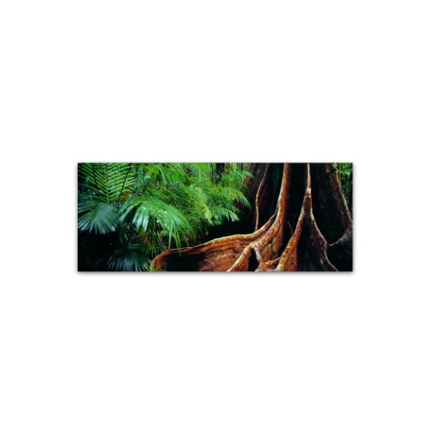 Trademark Fine Art David Evans 'Rainforest Fig-Qld' Canvas Art, 16x47 - DE0075-C1647GG