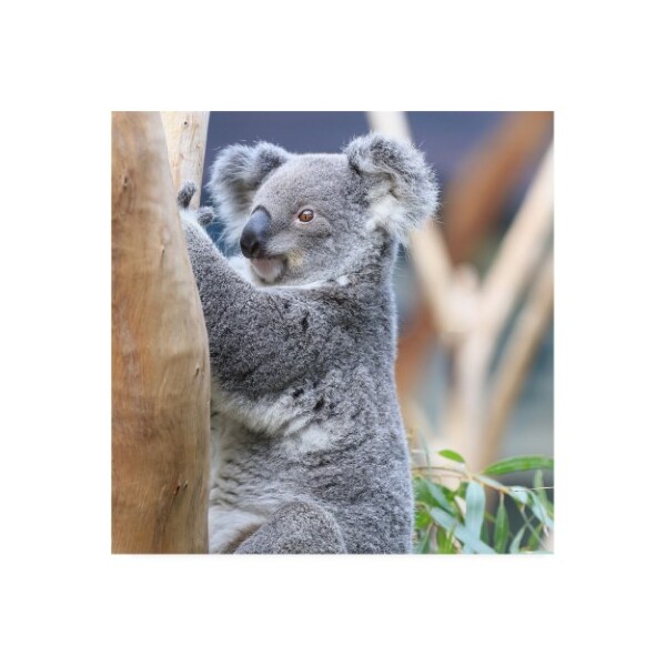 Trademark Fine Art Beata Czyzowska Young 'BC Koala' Canvas Art, 14x14 - BC00571-C1414GG