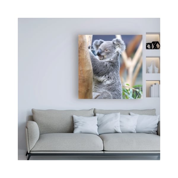 Trademark Fine Art Beata Czyzowska Young 'BC Koala' Canvas Art, 14x14 - BC00571-C1414GG