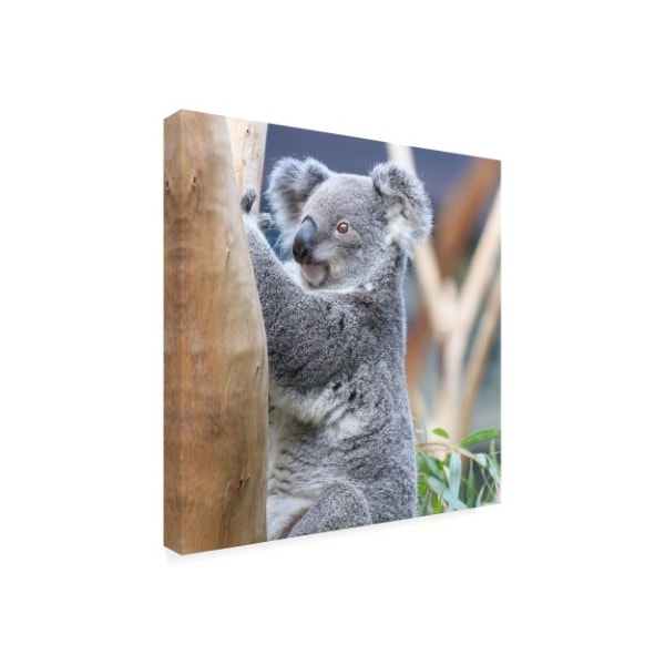 Trademark Fine Art Beata Czyzowska Young 'BC Koala' Canvas Art, 14x14 - BC00571-C1414GG