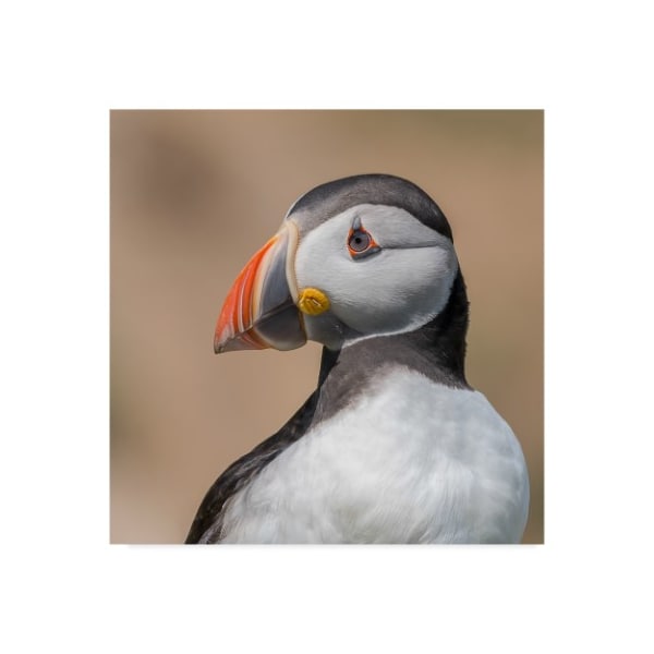 Trademark Fine Art Piotr Galus 'Puffin Portrait' Canvas Art, 18x18 - 1X05857-C1818GG