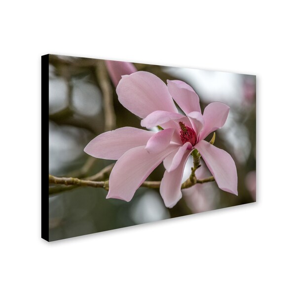 Trademark Fine Art Pierre Leclerc 'Magnolia' Canvas Art, 16x24 - PL0131-C1624GG
