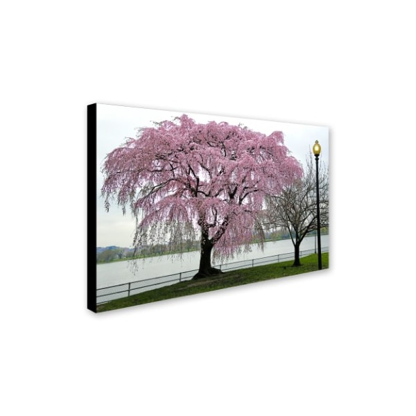 Trademark Fine Art CATeyes 'Cherry Tree' Canvas Art, 30x47 - MZ0360-C3047GG