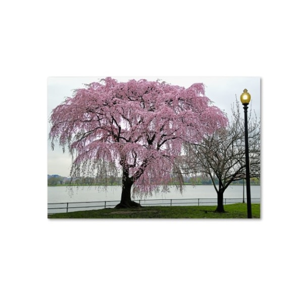 Trademark Fine Art CATeyes 'Cherry Tree' Canvas Art, 30x47 - MZ0360-C3047GG