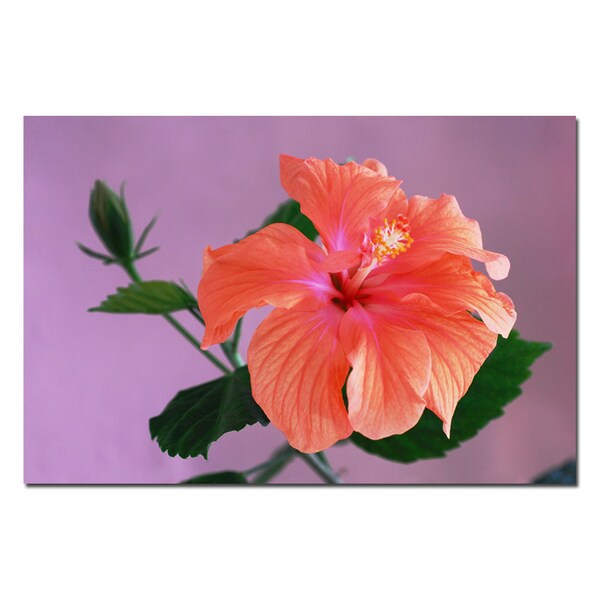 Trademark Fine Art Peach Hibiscus by Kurt Shaffer-Gallery Wrapped 16x24, 16x24 - KS322-C1624GG