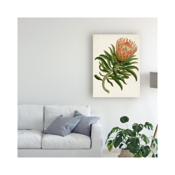 Trademark Fine Art Unknown 'Antique Protea Iv' Canvas Art, 35x47 - WAG10314-C3547GG
