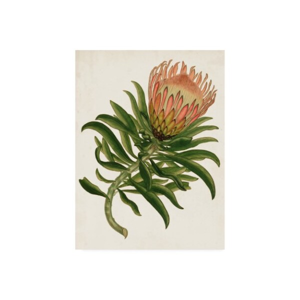 Trademark Fine Art Unknown 'Antique Protea Iv' Canvas Art, 35x47 - WAG10314-C3547GG