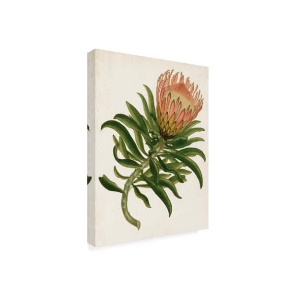 Trademark Fine Art Unknown 'Antique Protea Iv' Canvas Art, 35x47 - WAG10314-C3547GG