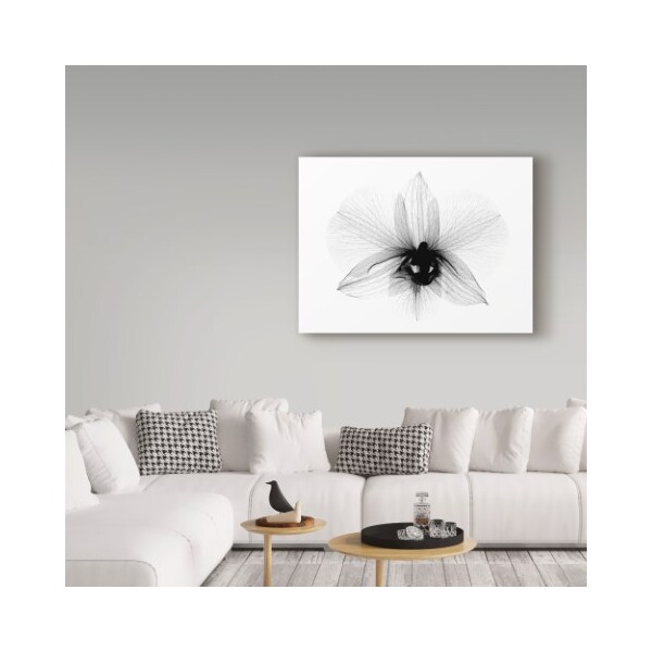 Trademark Fine Art Bert Myers 'Dendrobium 2 X Ray Orchid' Canvas Art, 35x47 - ALI39360-C3547GG