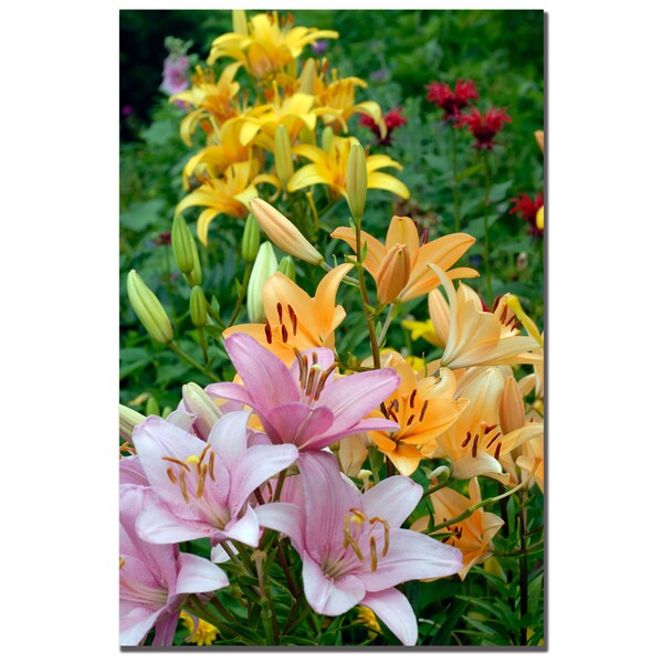 Trademark Fine Art Kurt Shaffer 'Lovely Lilies' Canvas Art, 16x24 - KS055-C1624GG